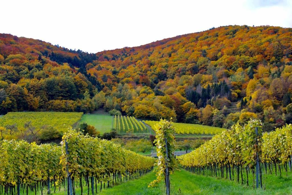 Appartamento Haus-Donau In Der Wachau Aggsbach Esterno foto